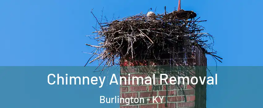  Chimney Animal Removal Burlington - KY